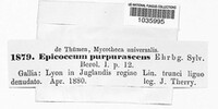 Epicoccum nigrum image